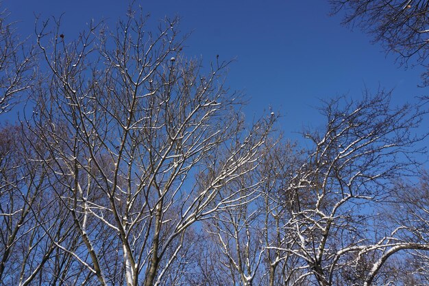 Ast im Winter mit Schnee bedeckt