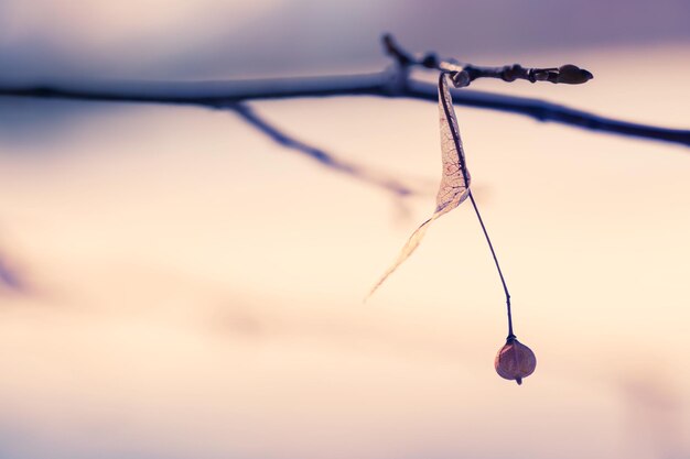 Ast mit Blättern und Samen im Winterwald bei Sonnenuntergang. Makrobild, geringe Schärfentiefe. Schöner Winterhintergrund