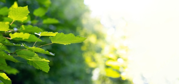 Ast mit grünen Blättern im Wald bei sonnigem Wetter auf verschwommenem Hintergrund Sommerhintergrund