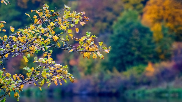 Ast mit hellen Herbstblättern am Fluss