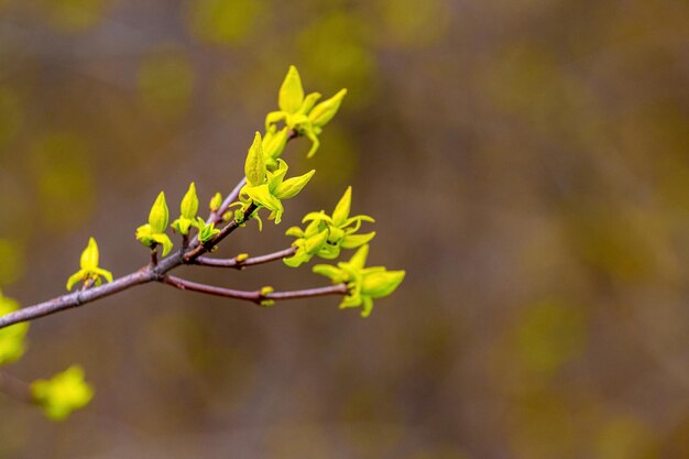 Ast mit jungen grünen Blättern, Knospen auf verschwommenem Hintergrund bei sonnigem Wetter