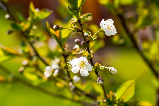 Ast mit Kirschblüten über grüner Natur