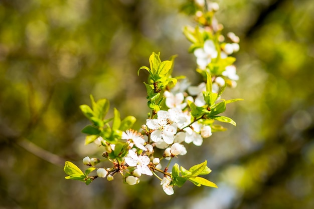 Ast mit Kirschblüten über grüner Natur