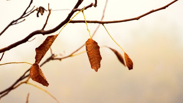 Ast mit trockenem Herbstlaub in warmen Farben