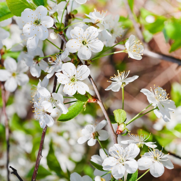 Ast mit weißen Kirschblüten