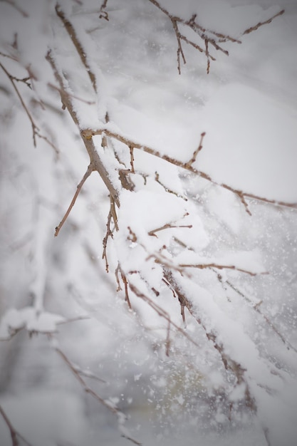 Ast unter einer Kappe aus weißem Schnee auf einem verschwommenen natürlichen Hintergrund