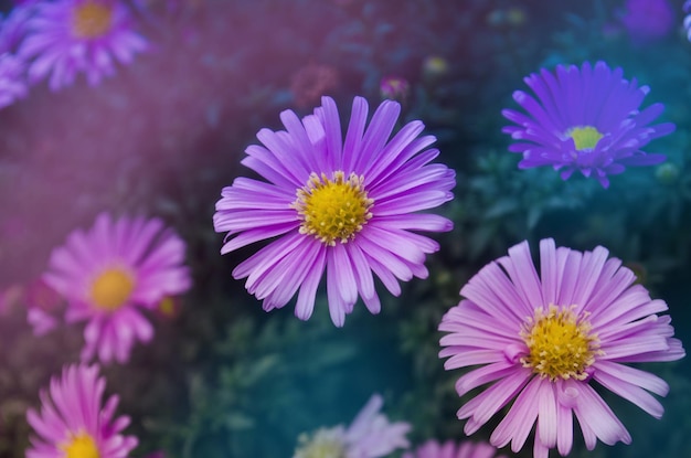 Aster alpino púrpura Planta de jardín decorativa con flores de aster alpinus