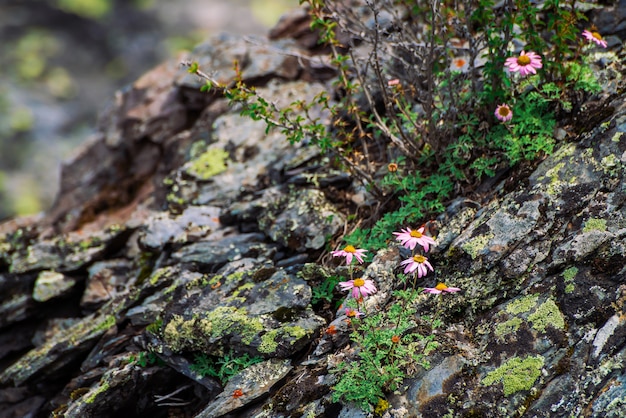 Aster Alpinus cresce sobre rochas entre pedras. Incríveis flores cor de rosa com miolo amarelo. Ásteres alpinos no fim do penhasco acima. Vegetação das terras altas. Flora bela montanha com espaço de cópia. Plantas maravilhosas