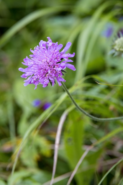 Aster Alpinus flores silvestres en los Dolomitas