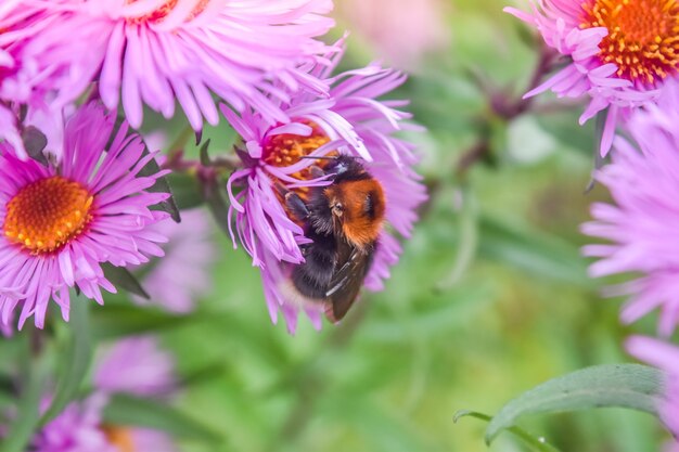 Aster amellus, as margaridas de Michaelmas da Europa