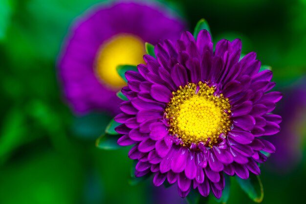 Aster autumn flowers close-up.