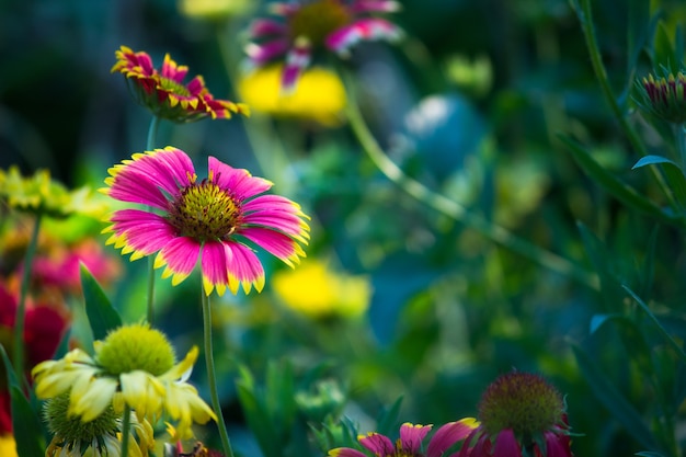 Aster-Blume