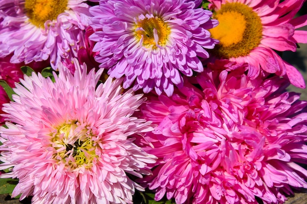 Aster Blumen Hintergrund