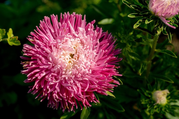 Aster-Blumen-Makro