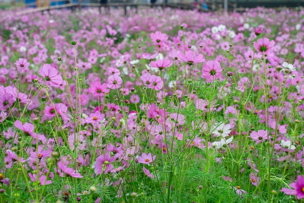 Aster de campo de fondo de los jardines de flor de cosmos florecen maravillosamente en invierno.