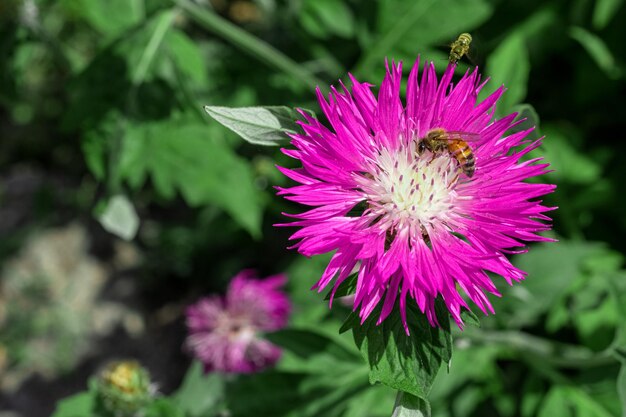 Aster china o aster anual Callistephus chinensis flor violeta de cerca