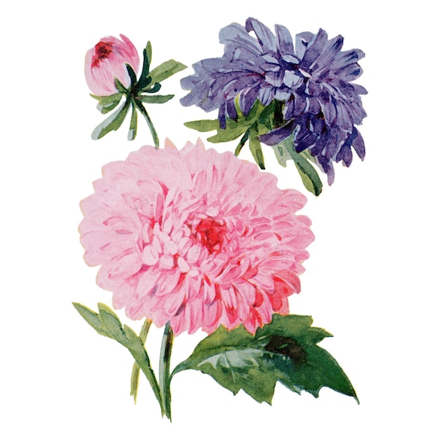 Aster flor png pegatina acuarela ilustración mejorada digitalmente de nuestra propia copia original de La puerta abierta a la independencia 1915 por Thomas E. Hill