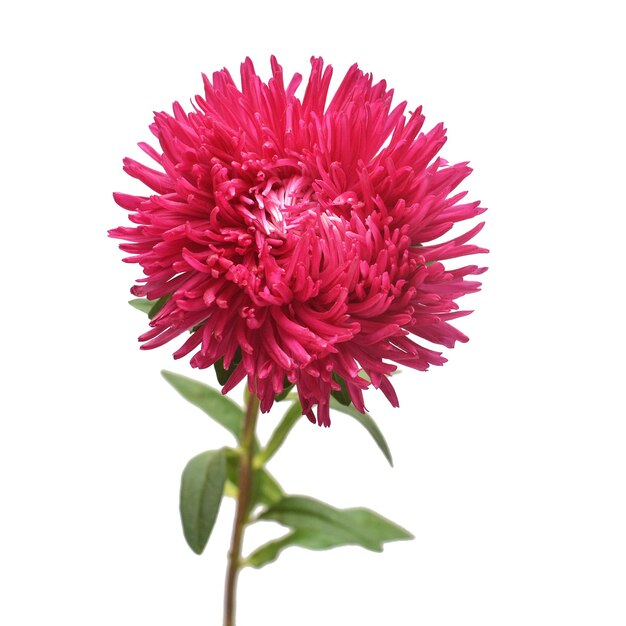 Aster de flor rosa aislado sobre fondo blanco Margarita macro Objeto de patrón floral Vista superior endecha plana