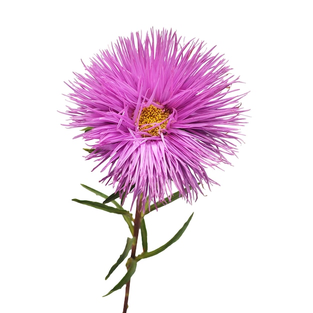 Aster de flor violeta aislado sobre fondo blanco Margarita macro Objeto de patrón floral Vista superior endecha plana