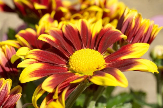 Aster Flower