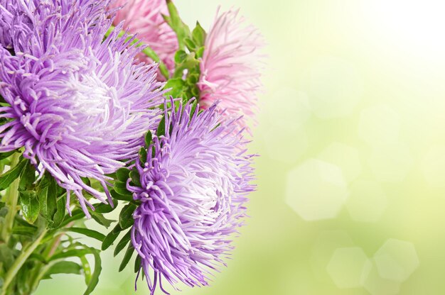 Aster Flowers