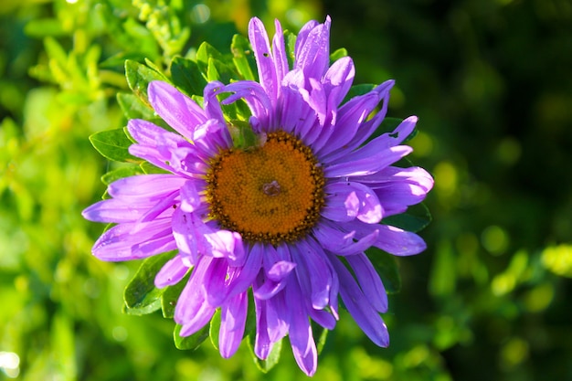 Aster im Garten