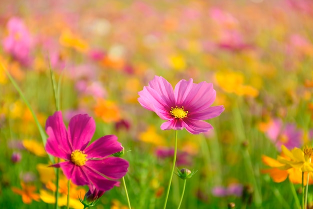 Aster mexicano a la cálida luz del sol.