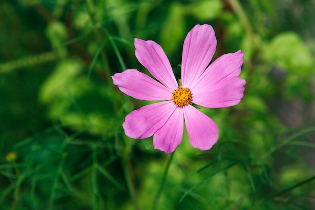 Aster mexicano flor rosa en el jardín