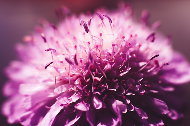 Aster rosa close up