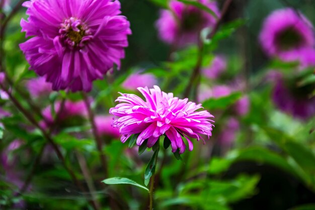 Aster rosa fechado em fundo desfocado