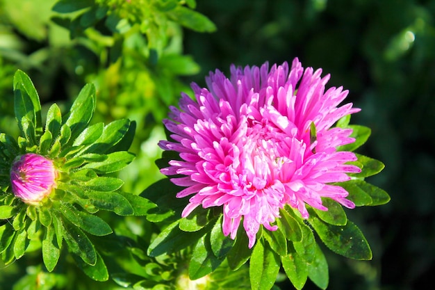 Aster rosa en el jardín