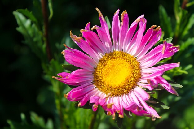 Aster rosa en el jardín