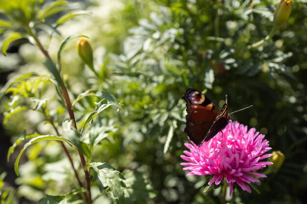 Aster rosa con una mariposa en él