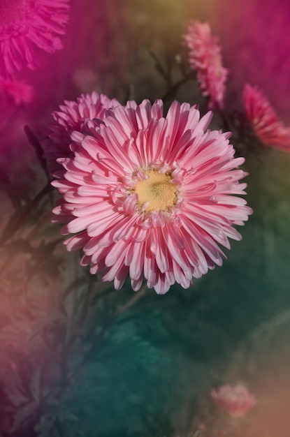 Aster rosa sobre un fondo verde