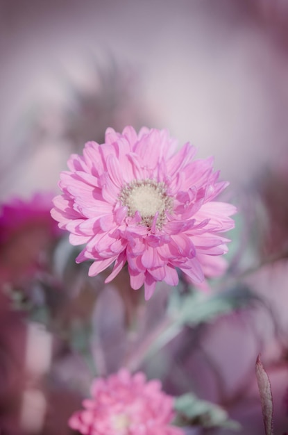 Aster rosa sobre un fondo verde