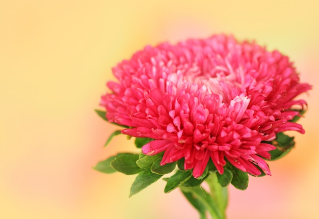 Áster vermelho em fundo laranja