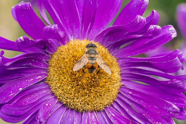 Asterblume mit einer Biene, die Pollen oder Nektar im Garten sammelt