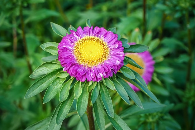 ásteres roxos florescem no jardim de flores. conceito de jardinagem