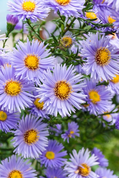 Asters de flores en el jardín