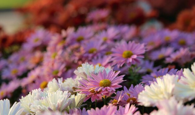 Asters en el jardín Imagen de fondo de flores rosadas