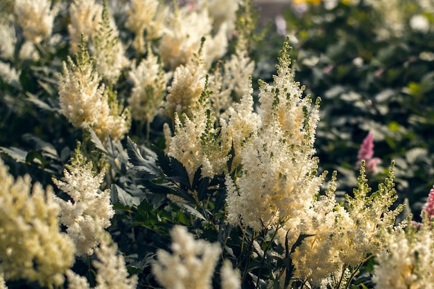 Astilba flores de cor branca desabrochando