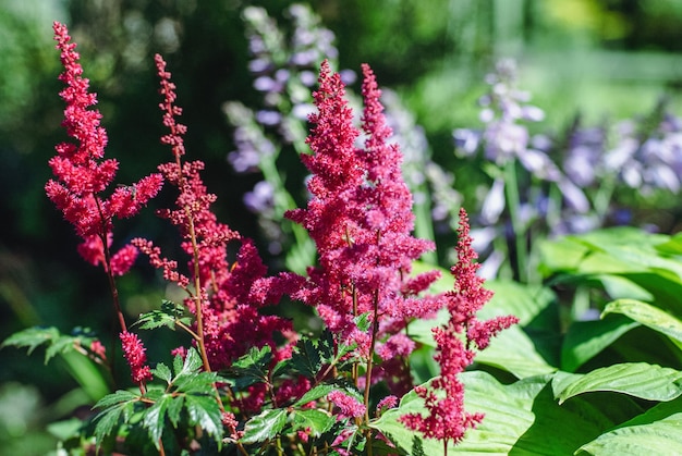 Astilbe japonés floreciendo con inflorescencias en pánico rojo en el soleado jardín de verano