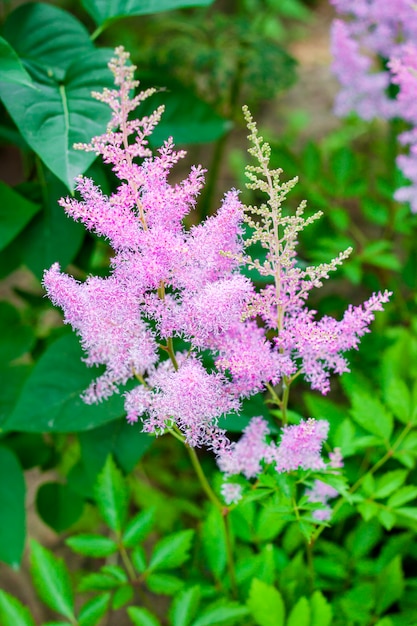 Astilbe rosa flores closeup