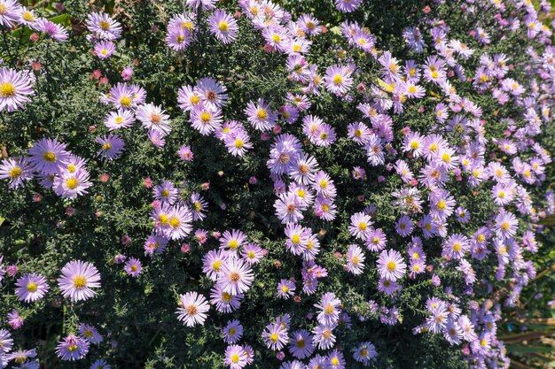 Astra Virgin ou New Belgian (Symphyotrichum novi-belgii) lindo canteiro de flores de outono