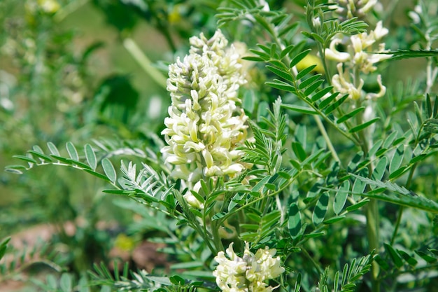 Astragalus closeup Também chamado espinho de cabra de ervilhaca de leite ou como vinha Fundo verde de primavera Planta selvagem