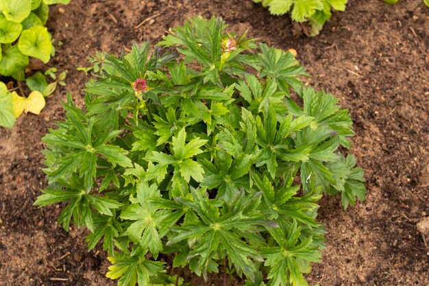 Astrantia arbusto verde sin flores en primavera