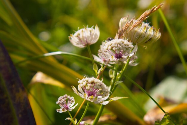 Astrantia majorvaudswiss