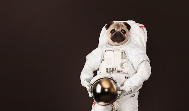 Astronaut Mops Hund in einem Raumanzug mit Helm auf dunkelbraunem Hintergrund. Tierreisen im Weltraumkonzept