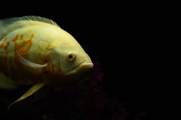 Astronotus ocellatus-Fisch, auch als Oscar-Fisch bekannt, isoliert auf Schwarz