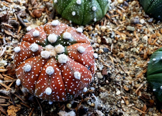 Astrophytum asterias cactus disease en el jardín